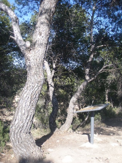 arbres amb geopatìes